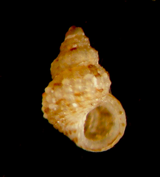 alvania canariensis